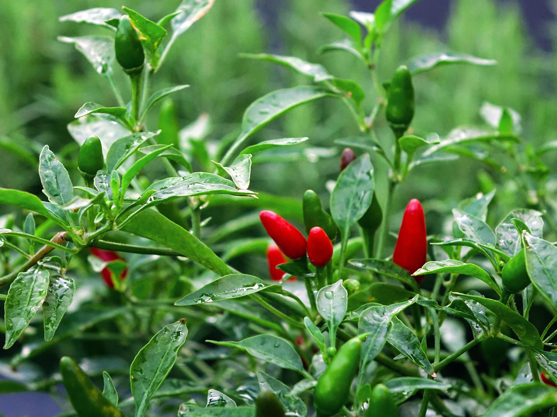 Cultivo de ají en casa: cómo lograr una cosecha abundante y sabrosa