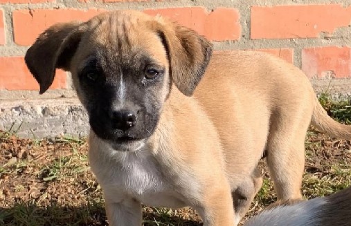 Mariana fue adoptada y devuelta a la fundación tras dos años: este fue su triste cambio
