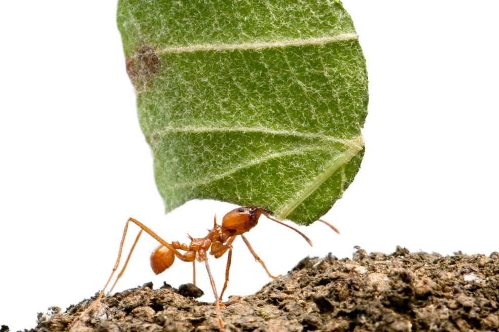 Conozca a los animales y plantas de “Un diálogo improbable”