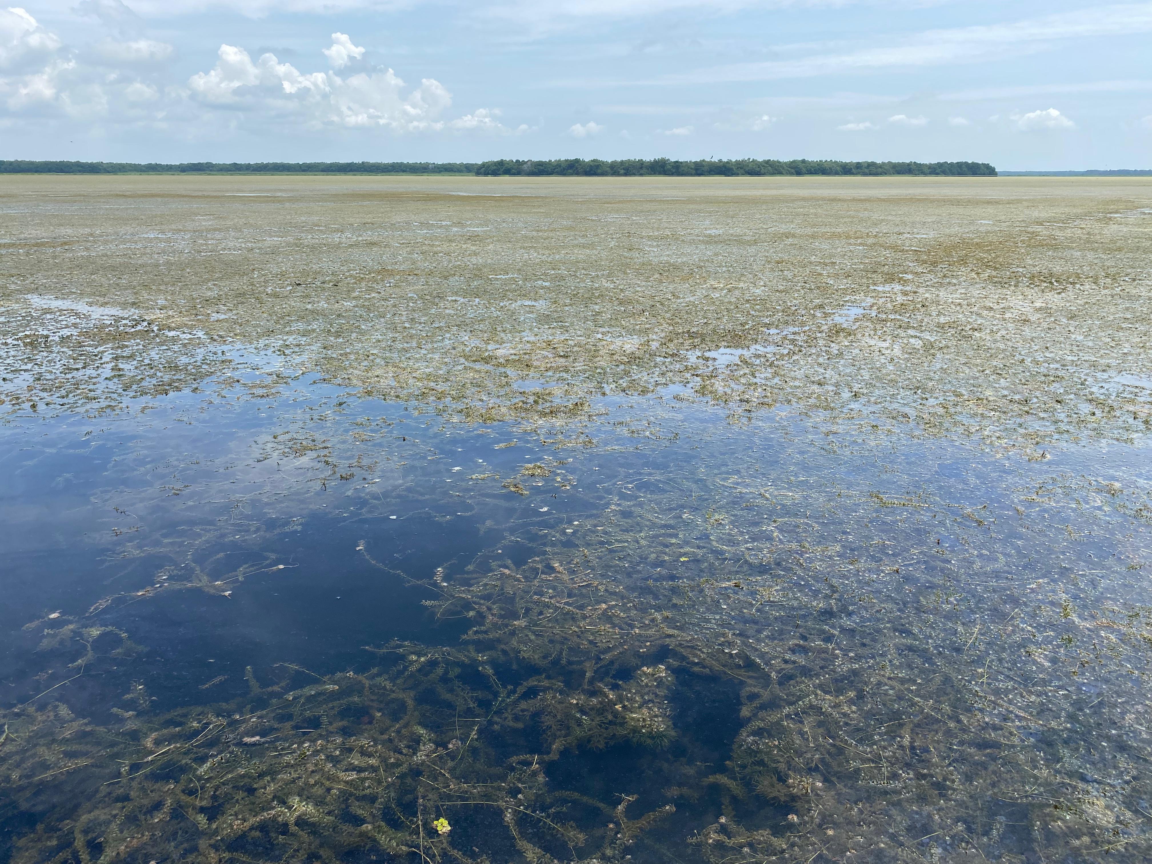 La nueva planta invasora que amenaza a la Ciénaga Grande de Santa Marta