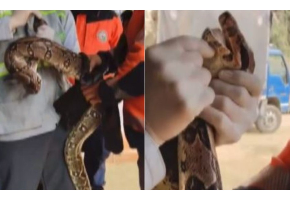 Enorme boa constrictor de más de 3 metros apareció en tienda de Medellín