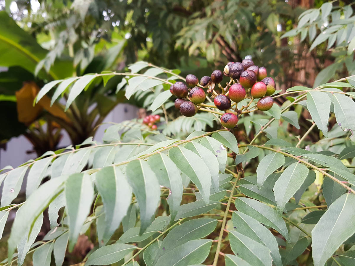 Hojas de curry: para qué sirven, usos y cómo sembrar la planta en casa