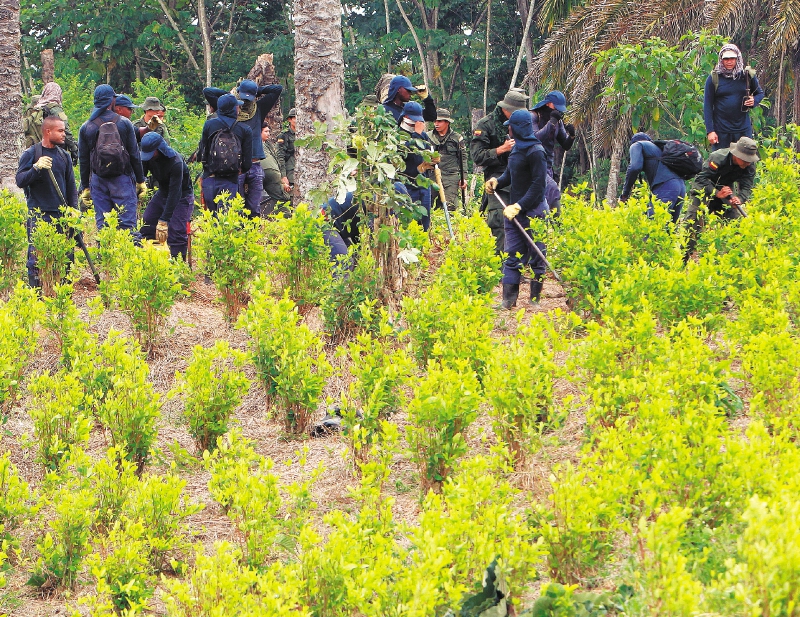 Las violaciones a los derechos humanos por la erradicación forzada de coca