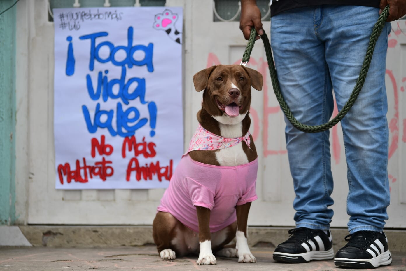 Judicializan a hombre que, al parecer, ocasionó la muerte de un perro en Santander
