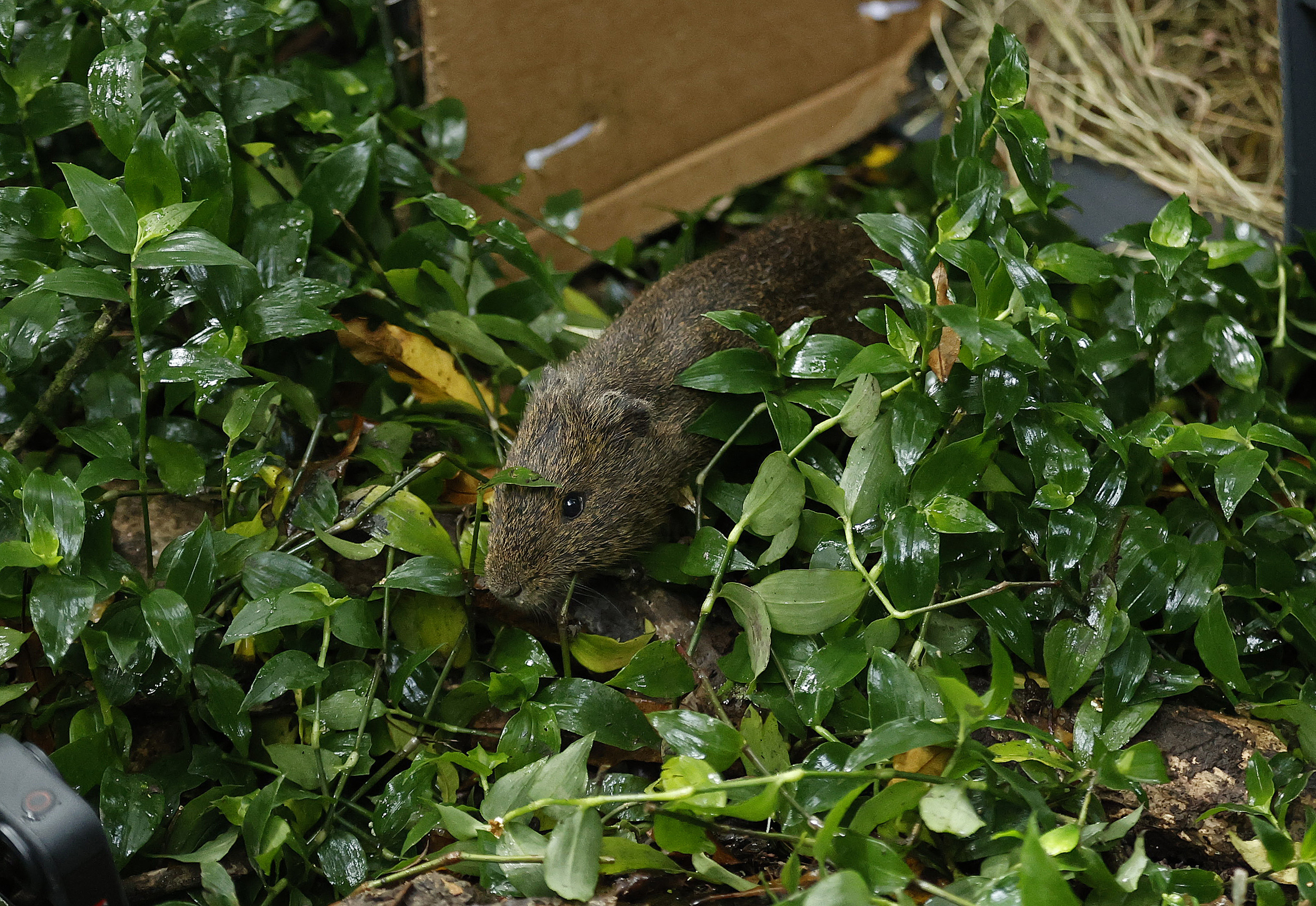 BOG300. BOGOTÁ (COLOMBIA), 05/06/2023.- Fotografía de un curi (Cavia porcellus) tras su liberación hoy, en el humedal de la Conejera en Bogotá (Colombia). Un total de 43 aves y mamíferos silvestres rescatados de zonas urbanas en la capital colombiana fueron liberados por las autoridades ambientales este lunes con motivo del Día Mundial del Medio Ambiente en el humedal La Conejera, al norte de Bogotá. EFE/ Mauricio Dueñas Castañeda