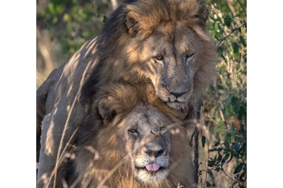 Dos leones machos fueron encontrados teniendo sexo y Kenia culpa al “turismo gay”
