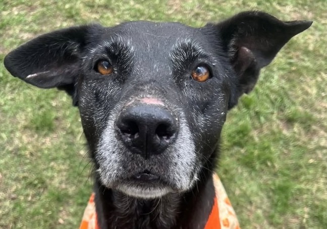 Kodashi, la perrita que fue abandonada dos veces y aún espera un hogar