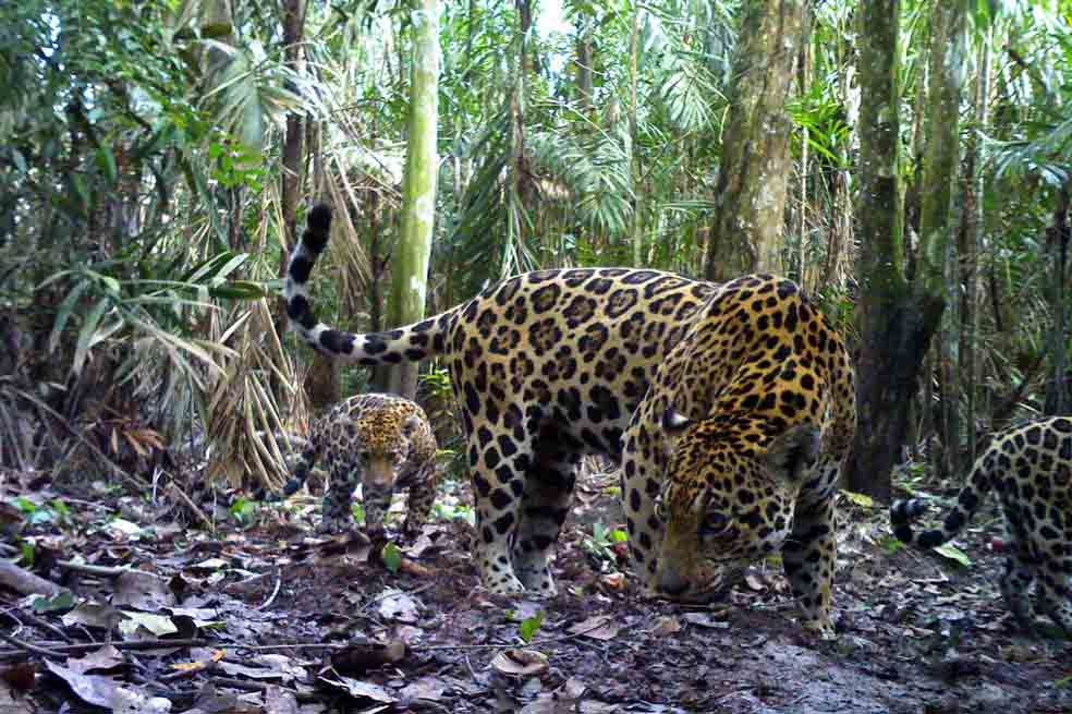 El manual para conocer los felinos de Colombia