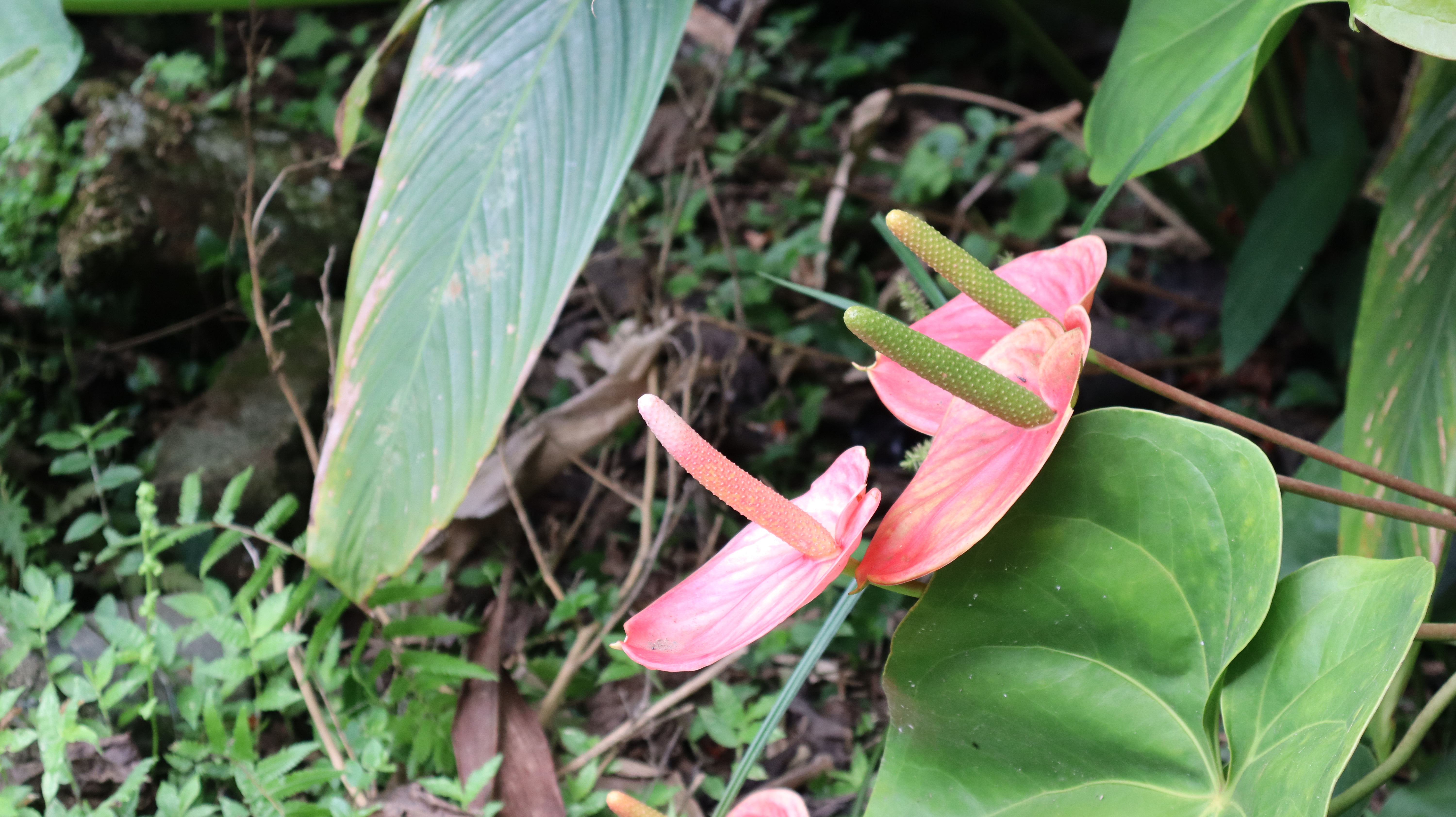 El proyecto Paisajes Sostenibles – Herencia Colombia (HeCo) se ha focalizado en dos de los cinco paisajes priorizados por Herencia Colombia: Caribe y Andes Centrales.