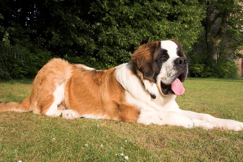 10 datos curiosos sobre los perros que seguramente desconocías