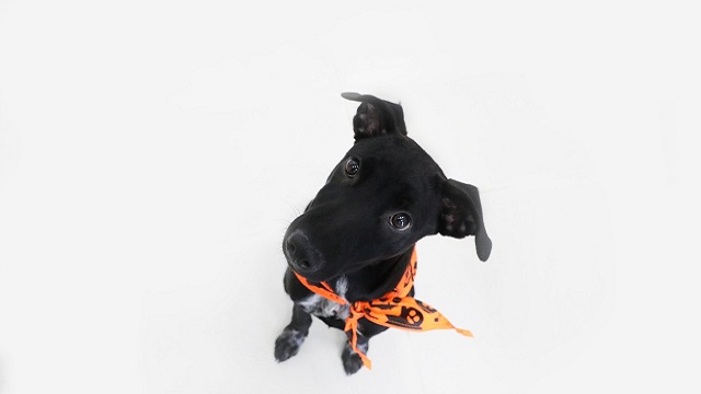 ¿Va a disfrazar a su mascota? Tenga en cuenta estas recomendaciones