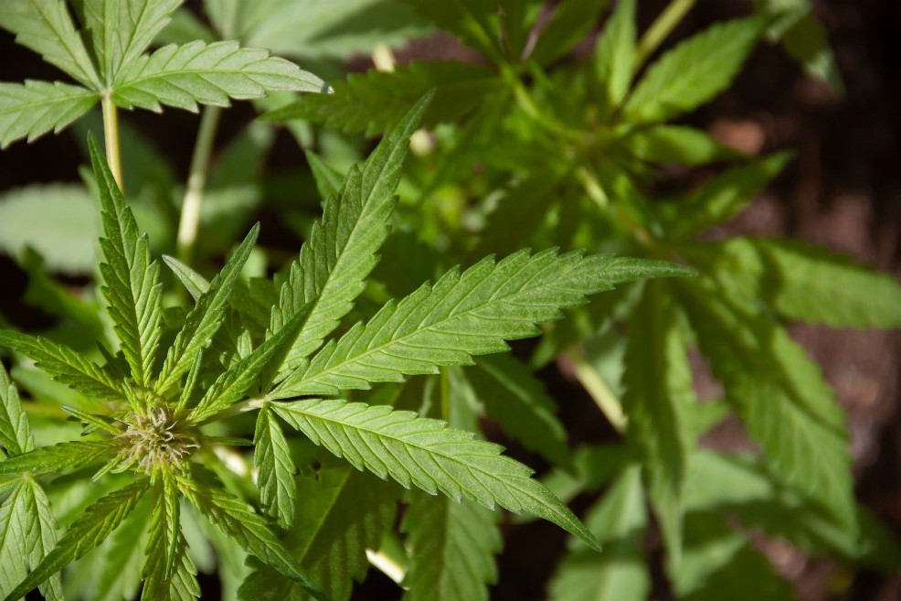 Asista a Expocáñamo: la feria que fortalece la industria del cannabis en Bogotá