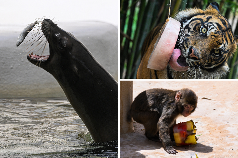 Olas de calor en Europa: la estrategia de un zoológico para cuidar a sus animales
