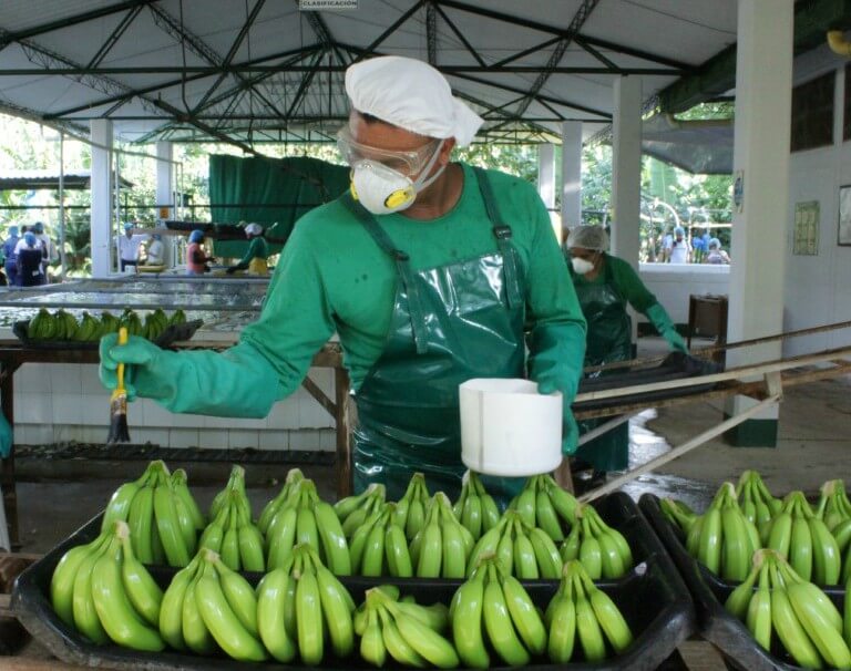Crean puesto de mando para monitorear aparente hongo en cultivos de banano de la Costa