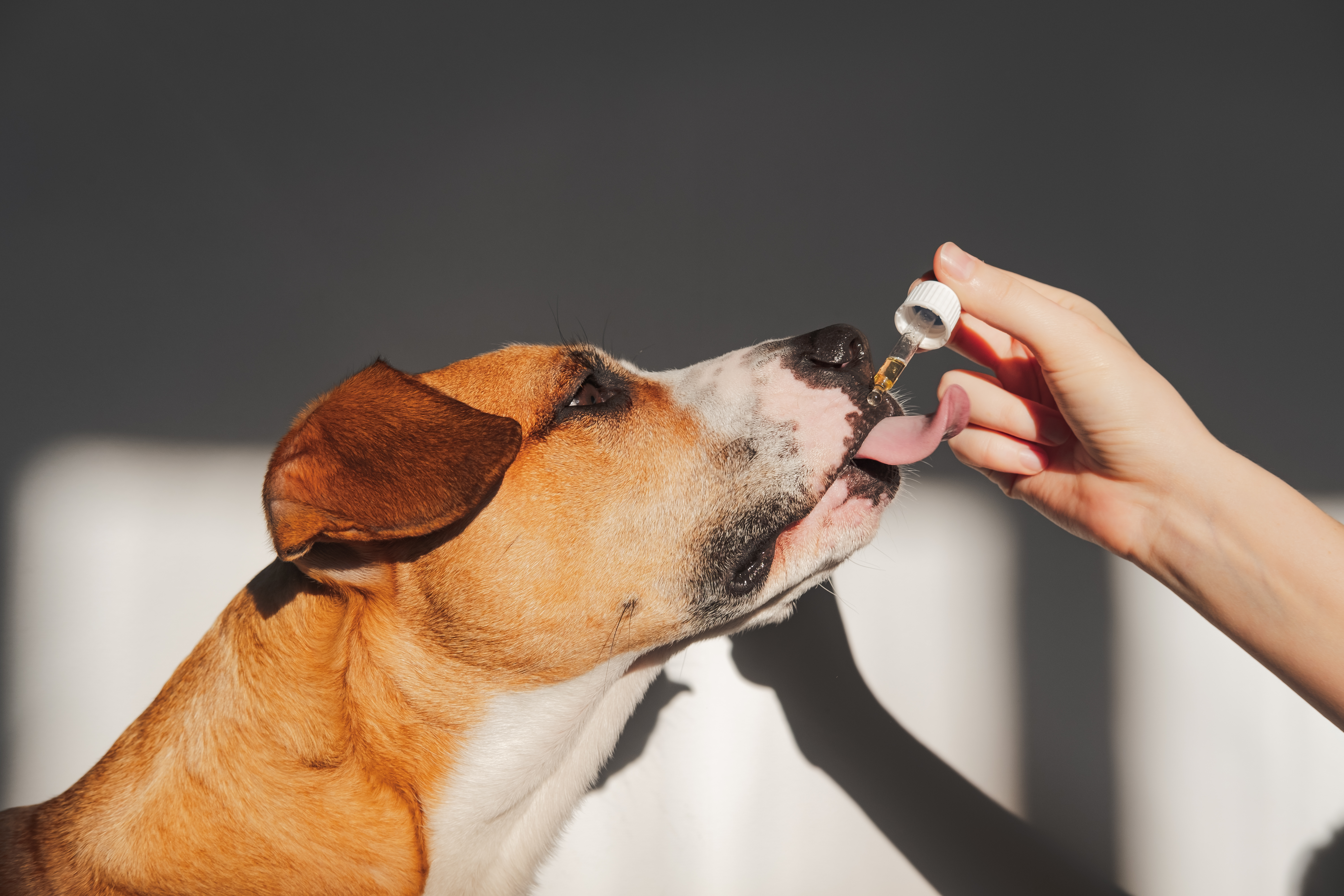Usar cannabis en perros y gatos: las dudas que todavía no resuelve la ciencia