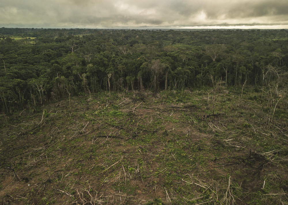 (Opinión) Madera legal para reducir la deforestación