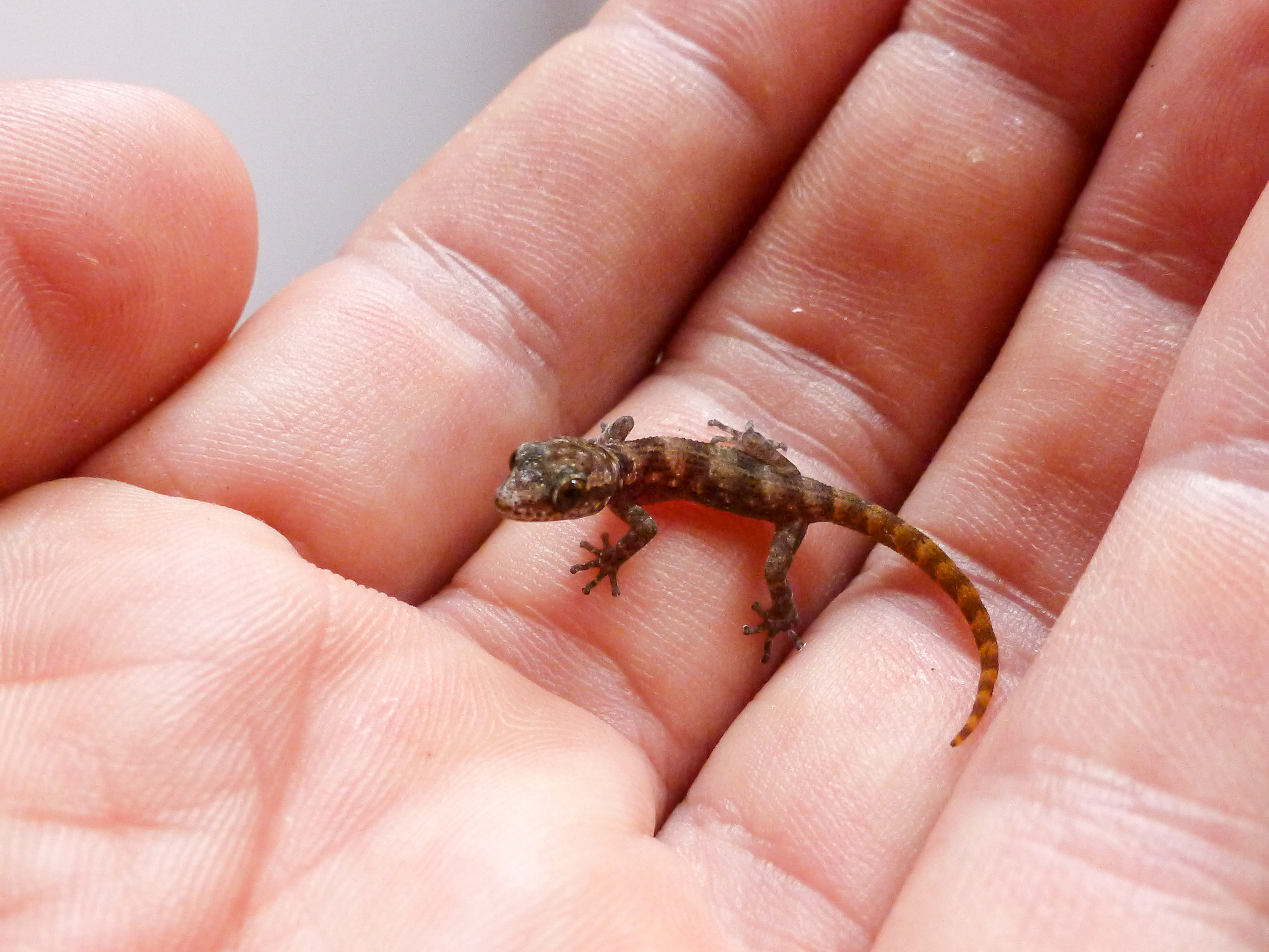 Gecko de dedos con hojas (Phyllodactylus maresi).