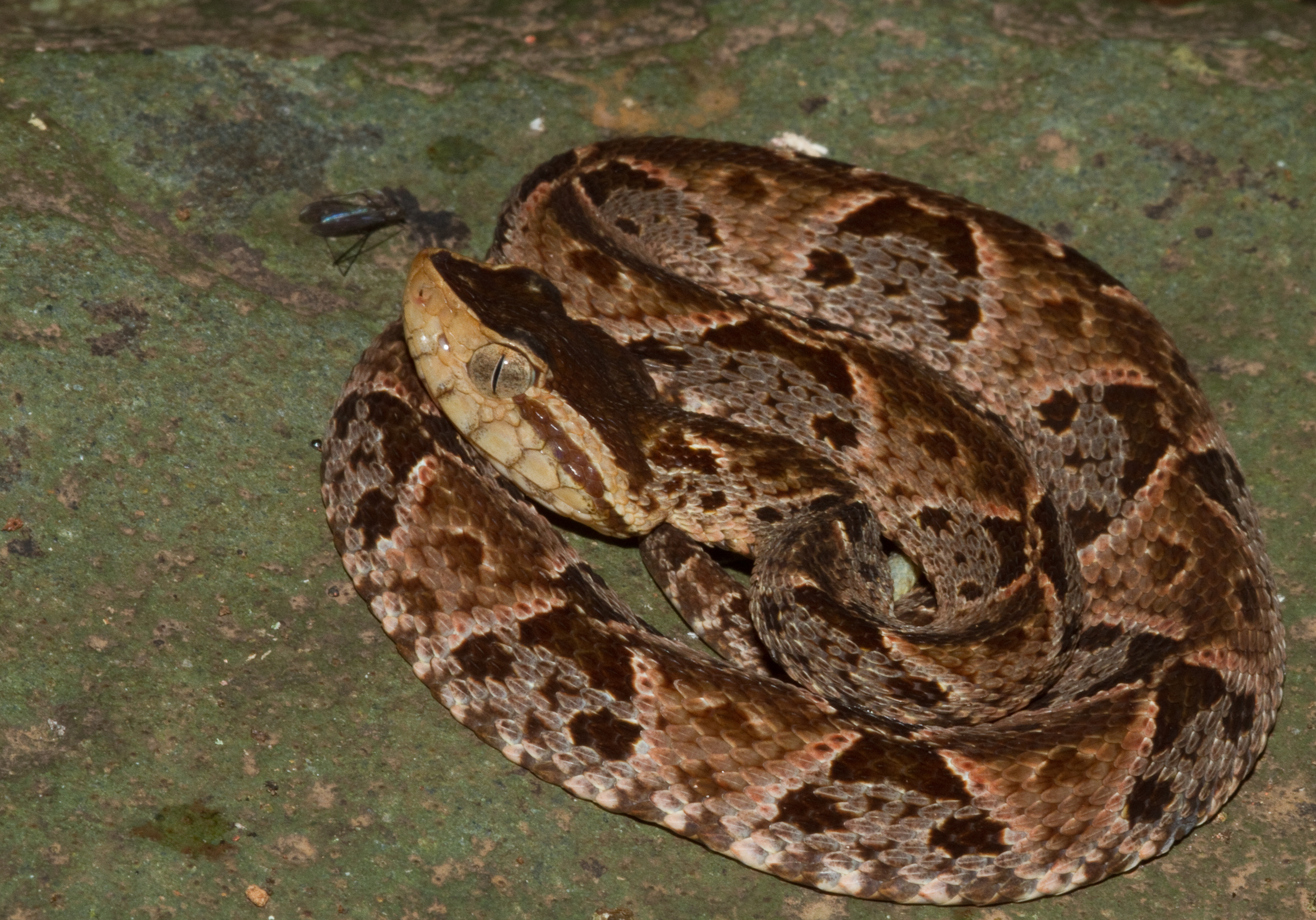 Científicos crean tratamiento experimental para mordeduras de serpiente utilizando IA