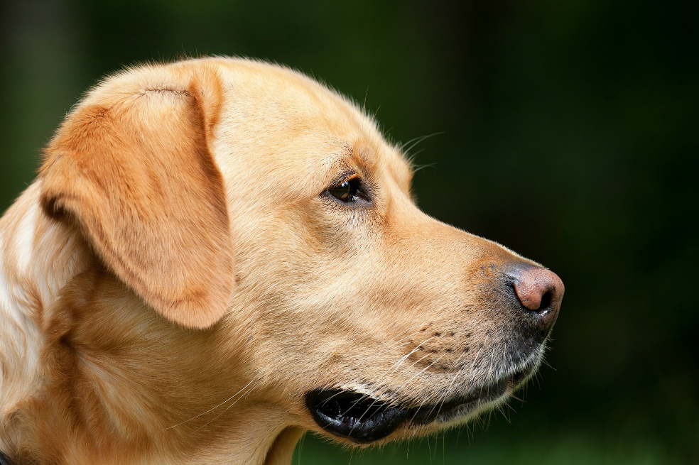 Vierten asfalto sobre un perro dormido y lo dejan morir