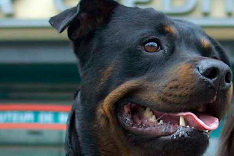 Niña de cuatro años fue atacada por perro Rottweiler
