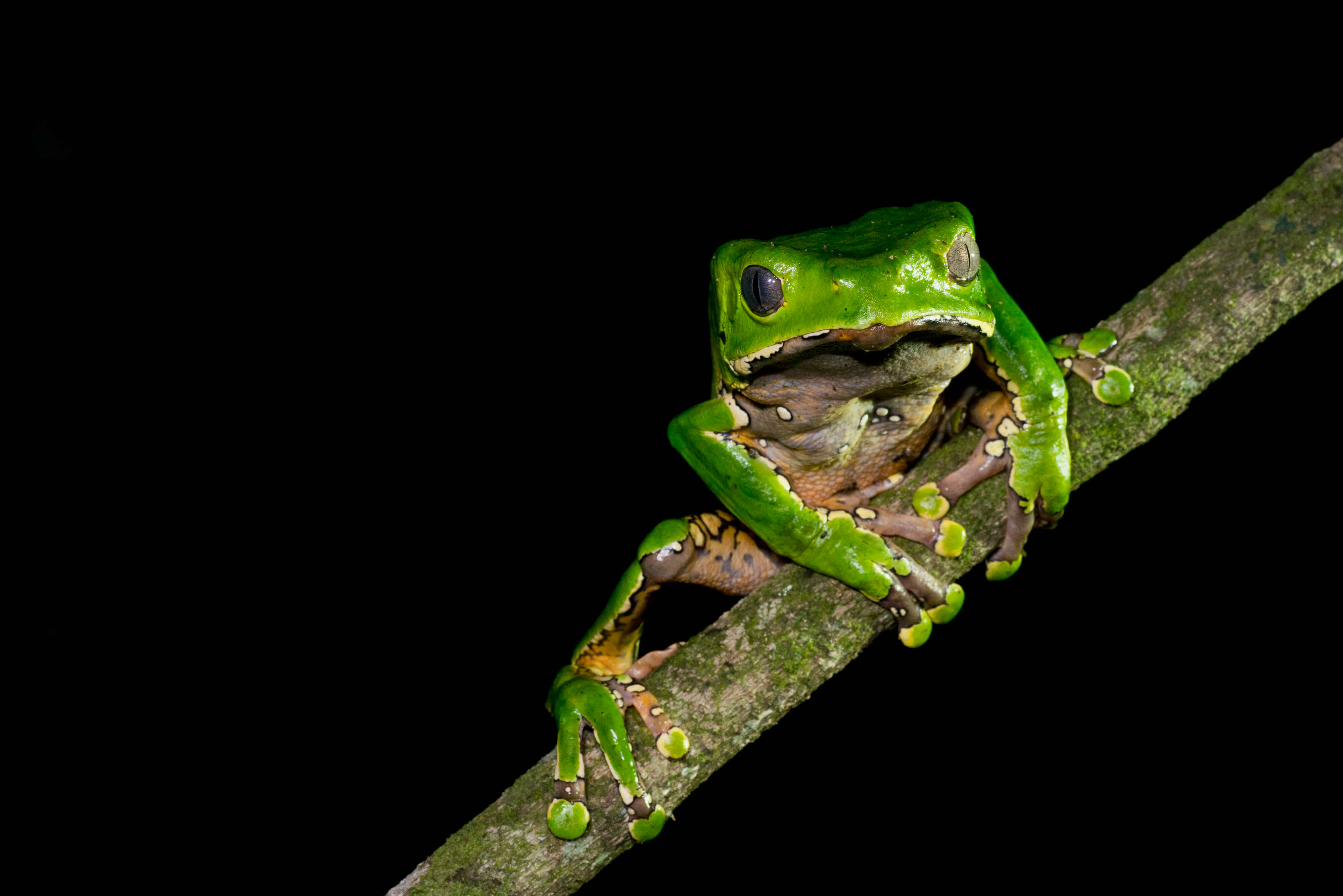 Denuncian extracción masiva de ranas mono en Amazonas
