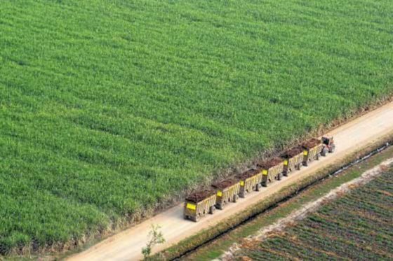 Defensa de azucareros dice que sanción por cartelización es excesiva