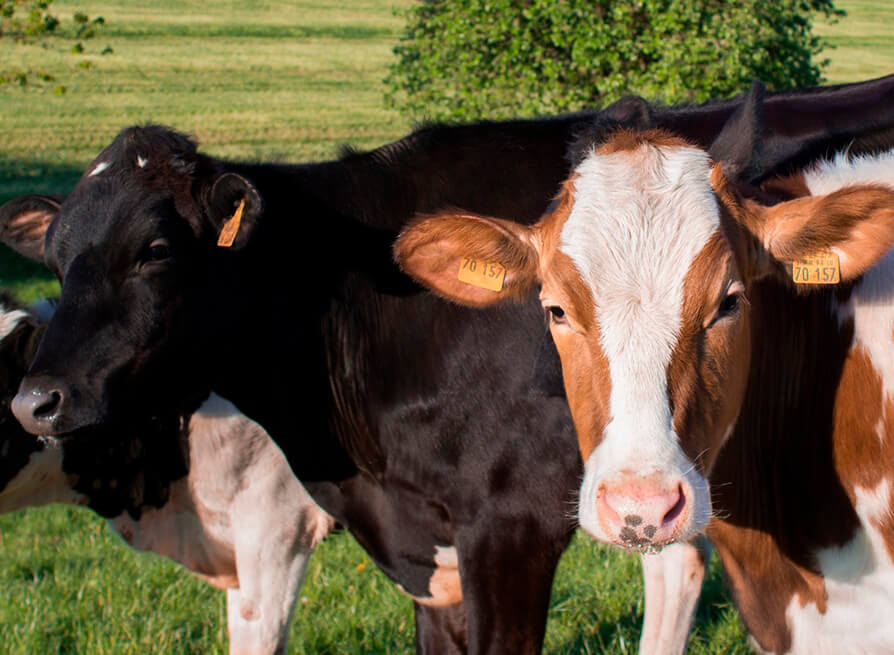 Las vacas podrían reconocer rostros humanos y asociarlos con la voz de las personas