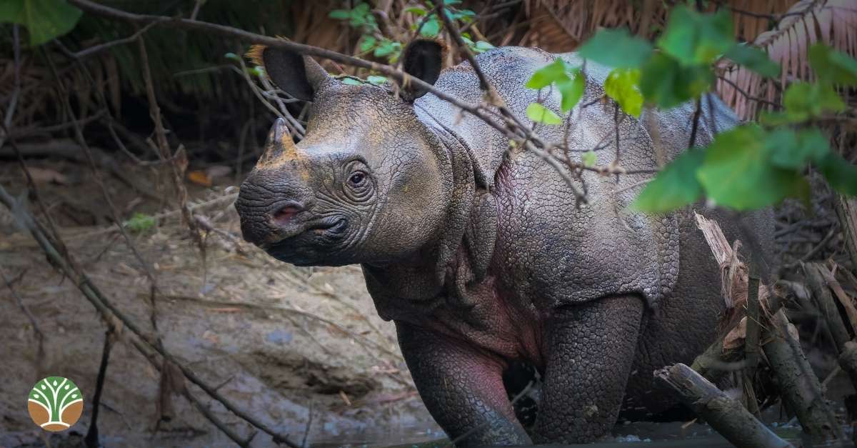 El rinoceronte de Java está cada vez más cerca de la extinción, ya solo quedan 50