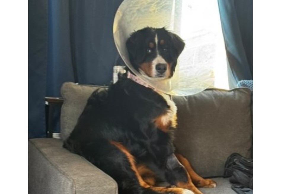 Luna, perrita que sobrevivió tras ingerir 24 medias y un zapato