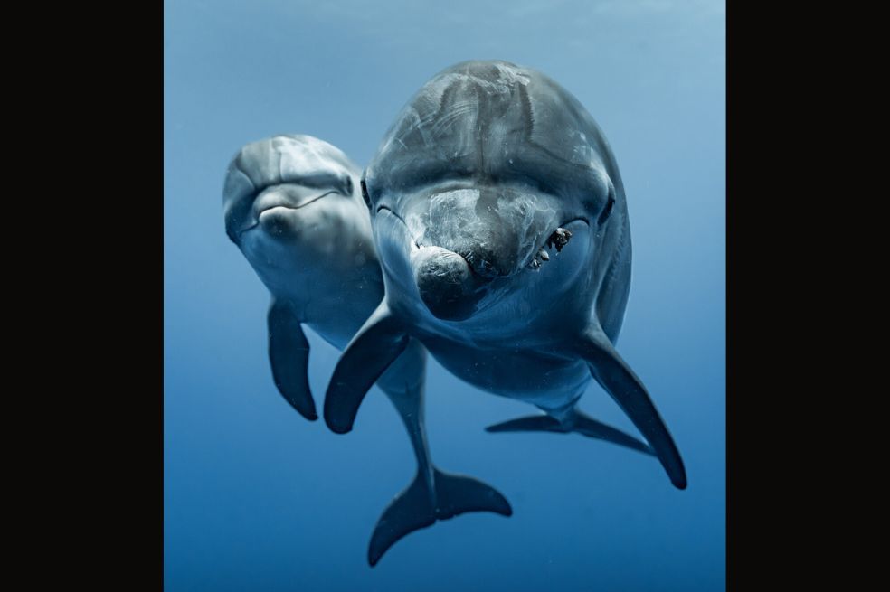 Laura Murchie recibió una mención honorífica por captar a dos delfines acercándose a la cámara en la Polinesia Francesa.