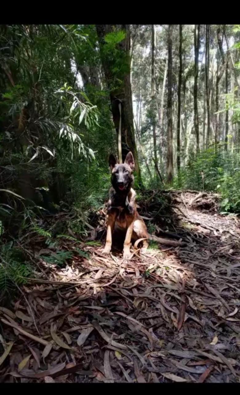 Así es Wilson, el perro que buscan en la selva del Guaviare.