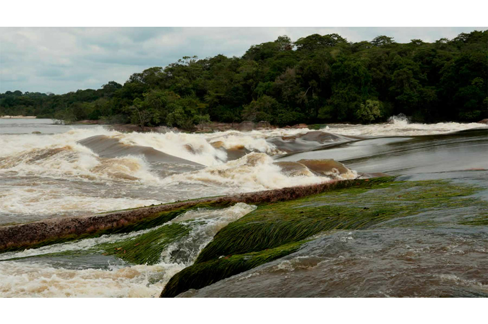 Viaje al Amazonas para redescubrir al caimán del Apaporis
