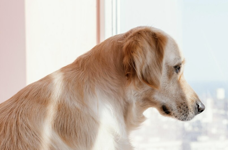 ¿Qué pueden ver los perros que los humanos no?