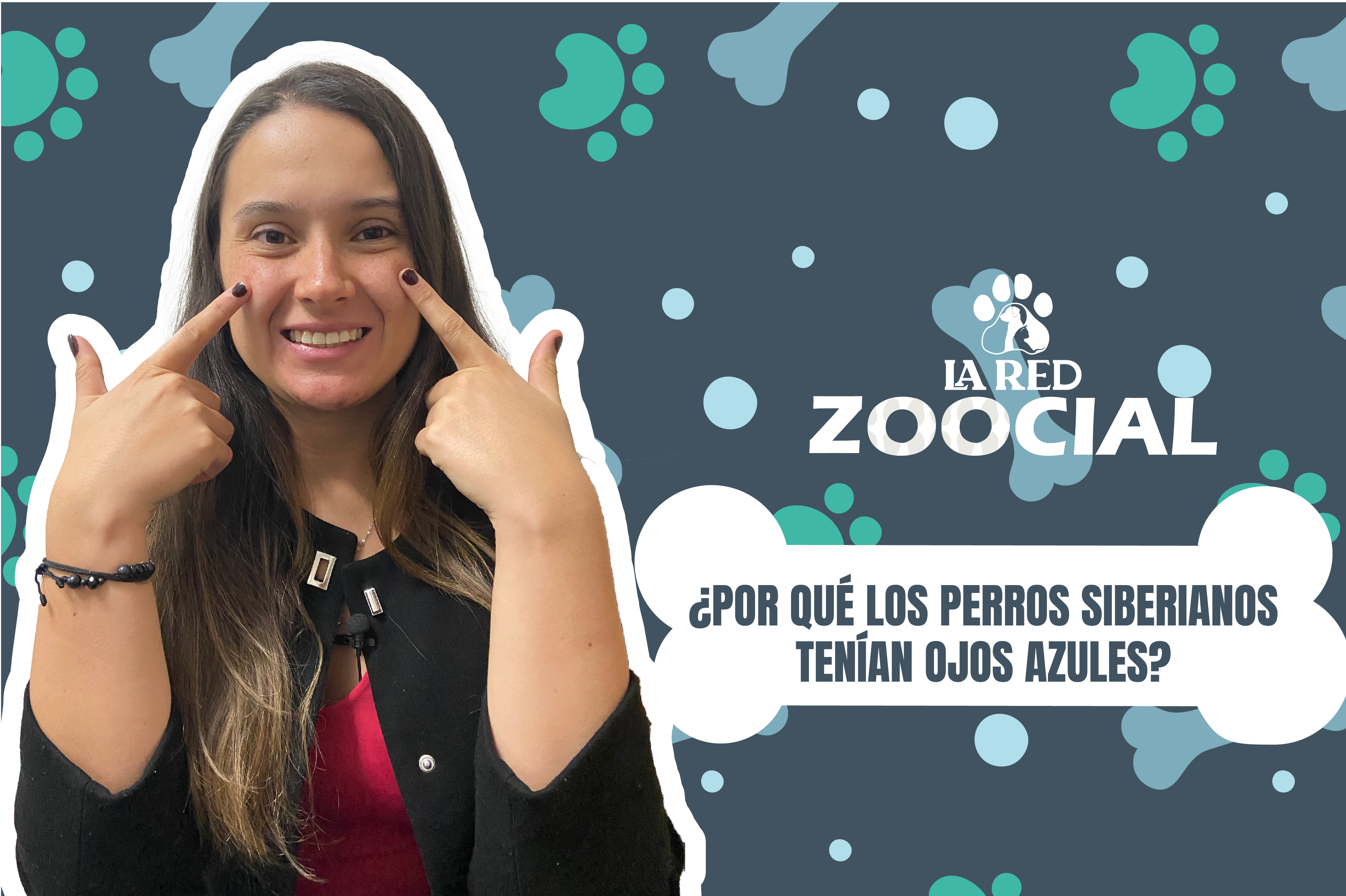 (VIDEO) ¿Por qué los perros siberianos tienen ojos azules?