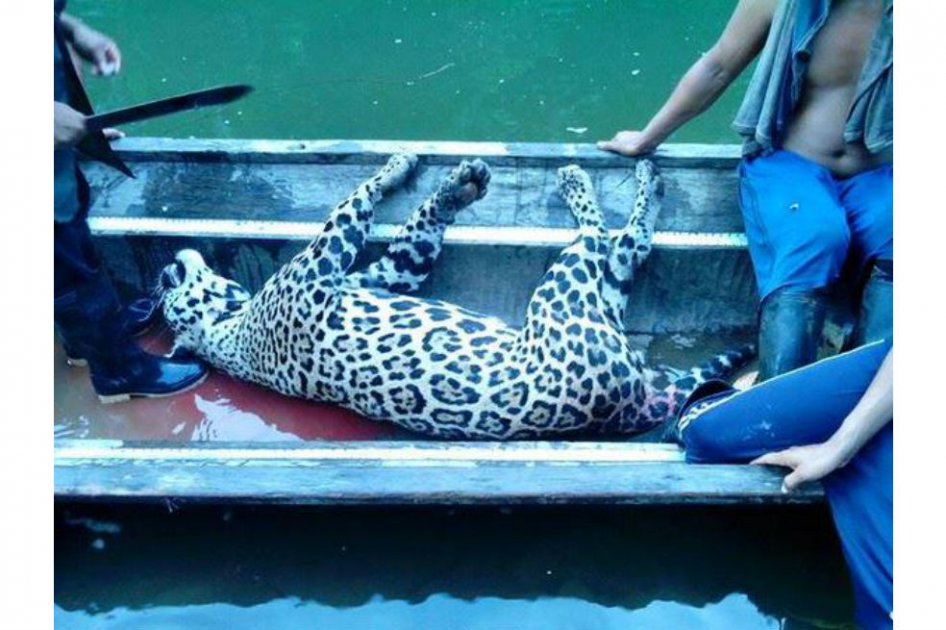 Indignación en redes por fotos que evidencian caza de un jaguar