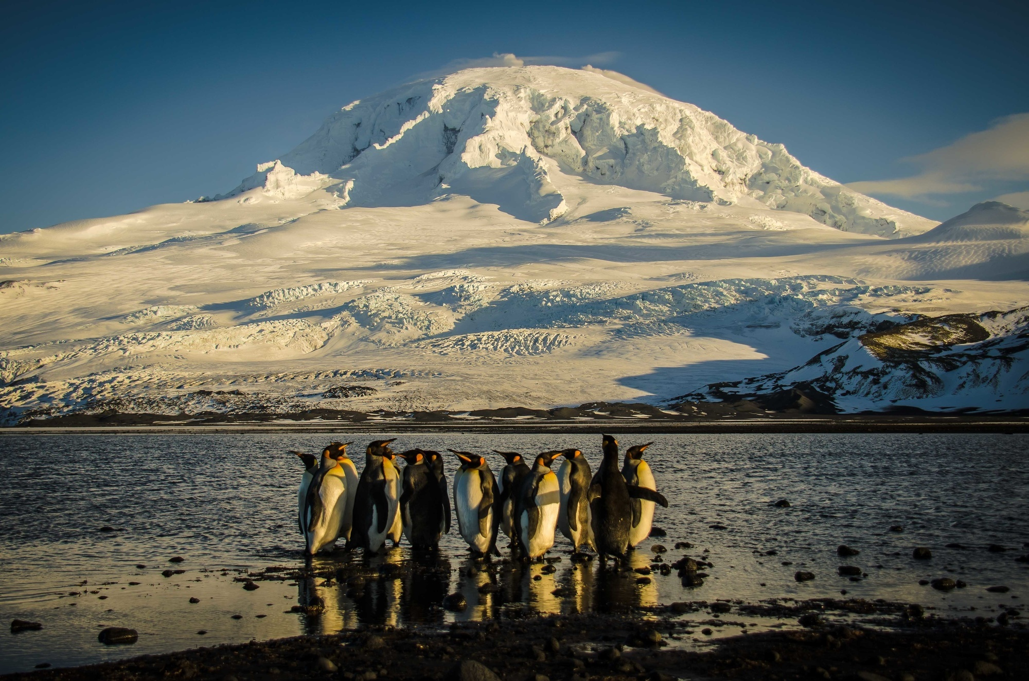 El pingüino emperador y el lobo marino antártico están en peligro por el cambio climático