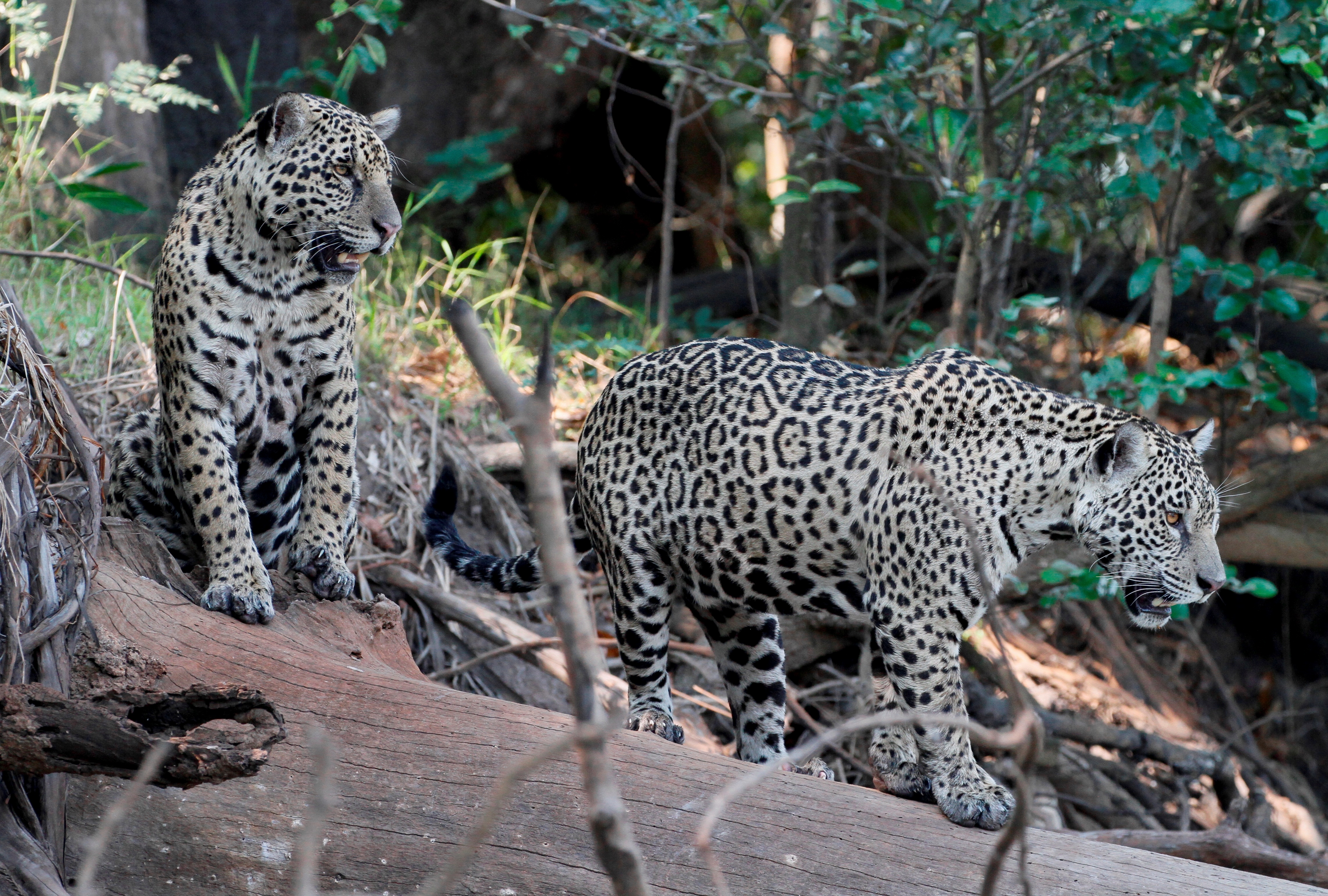 La pasta de jaguar ¿qué es y por qué se ha convertido en un riesgo para la especie?