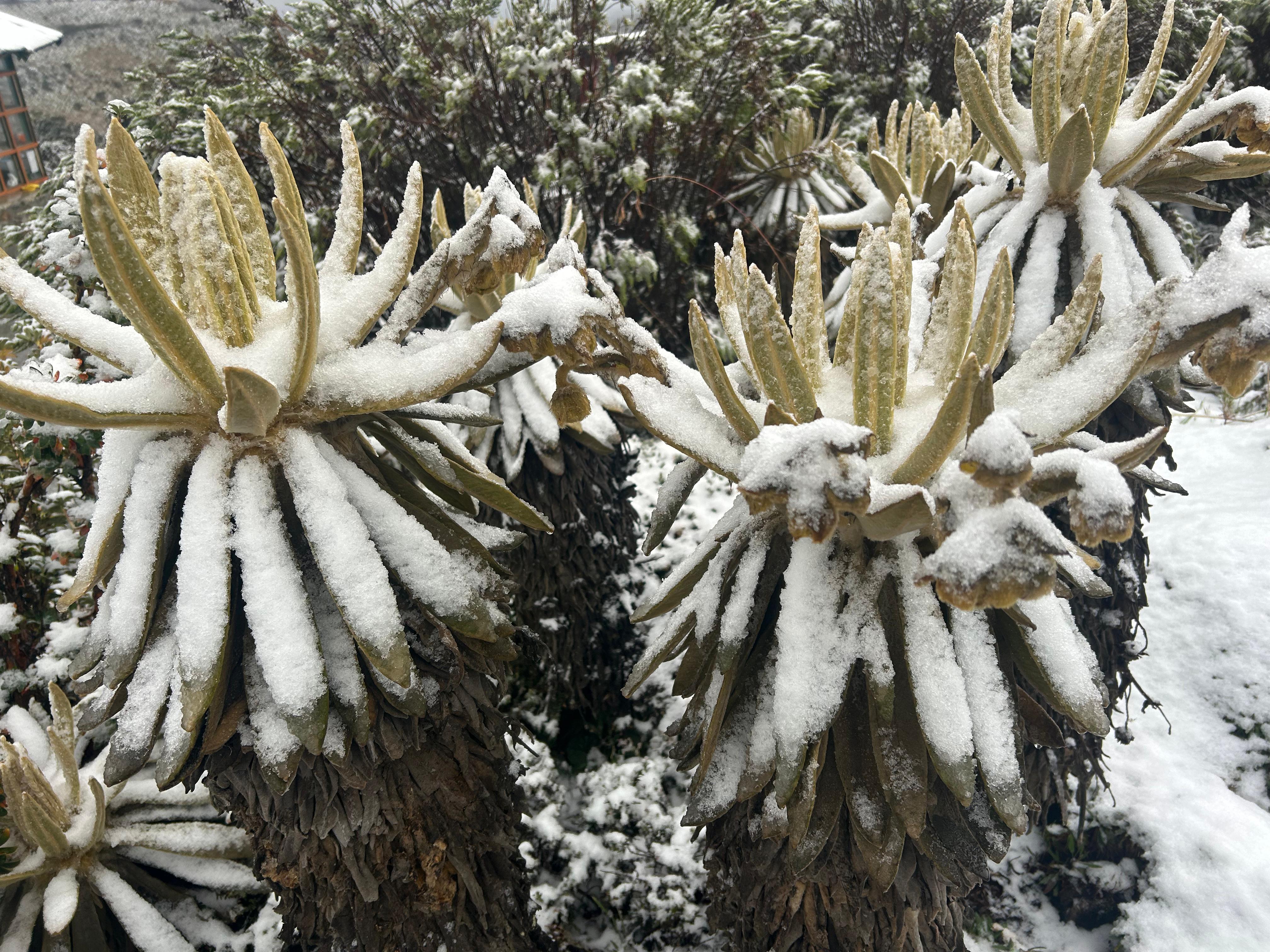 Video: volvió a nevar en el Parque Nacional Natural de Los Nevados