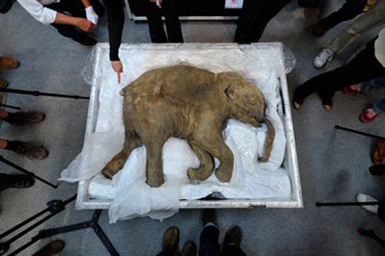 Los últimos mamuts de Alaska murieron de sed hace 5.600 años