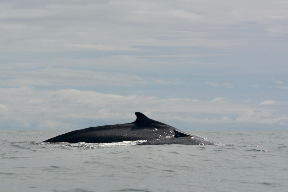 Según el estudio de Avila y Giraldo, las ballenas yubartas son los mamíferos acuáticos más amenazados en el país, con 8 riesgos en total.