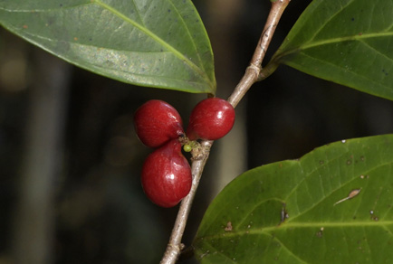 Describen una planta amazónica nueva para la ciencia y que estaría en peligro