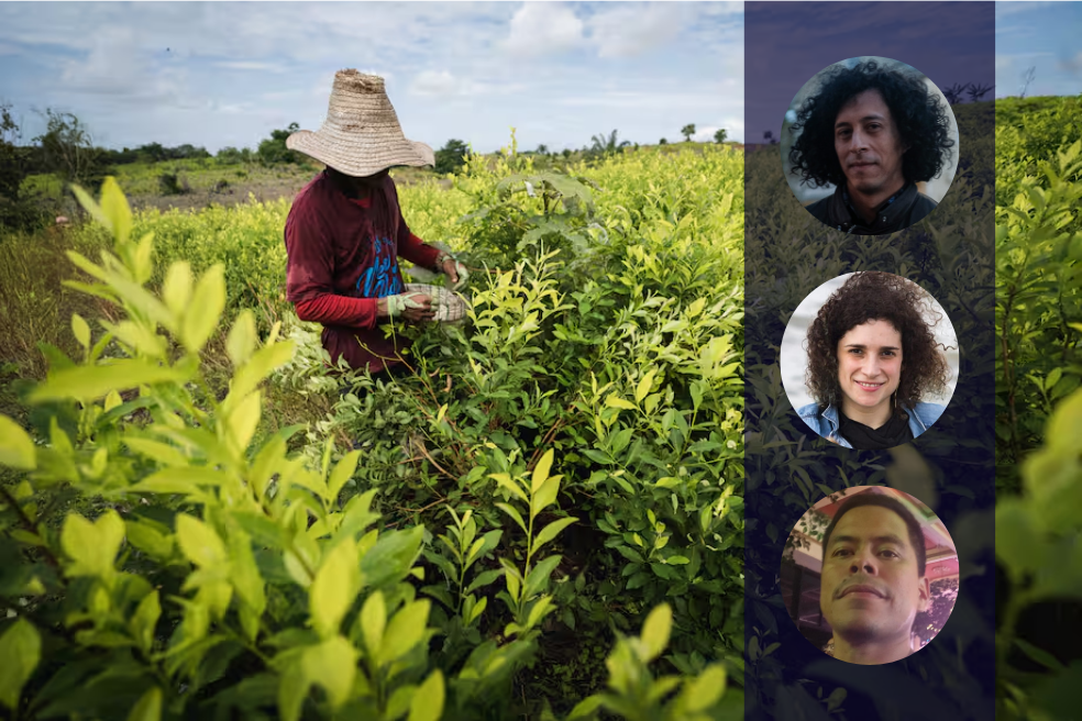 Falta transparencia en la información: investigadores cuestionan datos de cultivos de coca