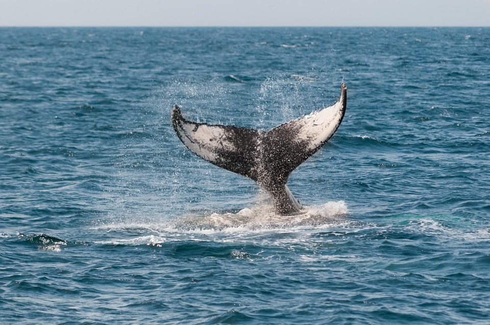 Australia se opondrá a petición de Japón para reanudar la caza de ballenas