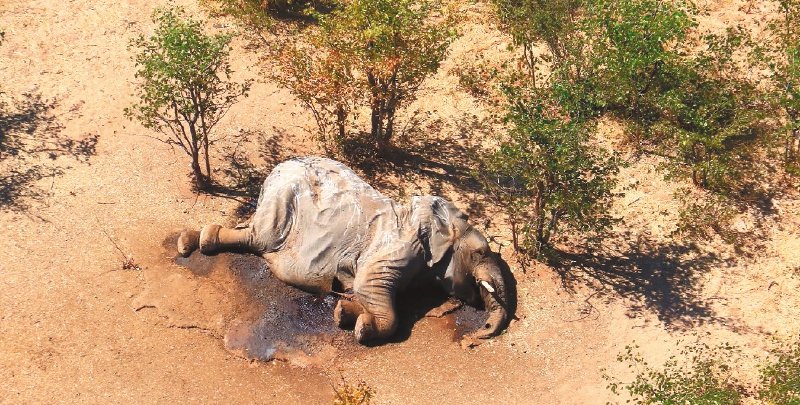 This image provided on July 3, 2020 courtesy of the National Park Rescue charity shows the carcass of one of the many elephants which have died mysteriously in the Okavango Delta in Botswana.  Hundreds of elephants have died mysteriously in Botswana's famed Okavango Delta, the wildlife department said on July 2, 2020, ruling out poaching as the tusks were found intact. The landlocked southern African country has the world's largest elephant population, estimated to be around 130,000. - RESTRICTED TO EDITORIAL USE - MANDATORY CREDIT "AFP PHOTO /NATIONAL PARK RESCUE" - NO MARKETING - NO ADVERTISING CAMPAIGNS - DISTRIBUTED AS A SERVICE TO CLIENTS / AFP / NATIONAL PARK RESCUE / - / RESTRICTED TO EDITORIAL USE - MANDATORY CREDIT "AFP PHOTO /NATIONAL PARK RESCUE" - NO MARKETING - NO ADVERTISING CAMPAIGNS - DISTRIBUTED AS A SERVICE TO CLIENTS