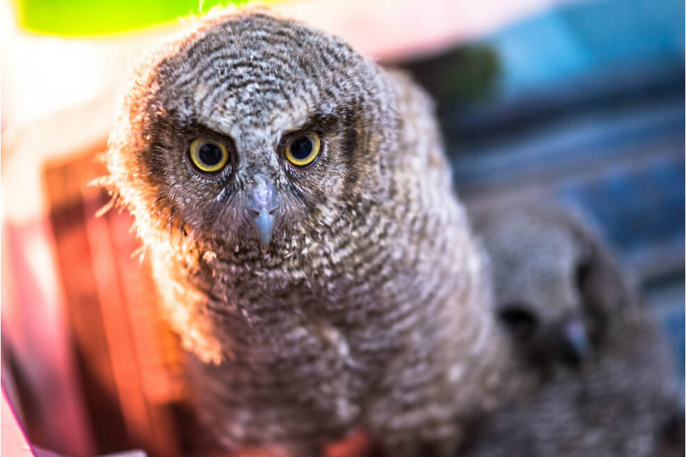 Más de mil animales han sido rescatados en el área metropolitana de Bucaramanga