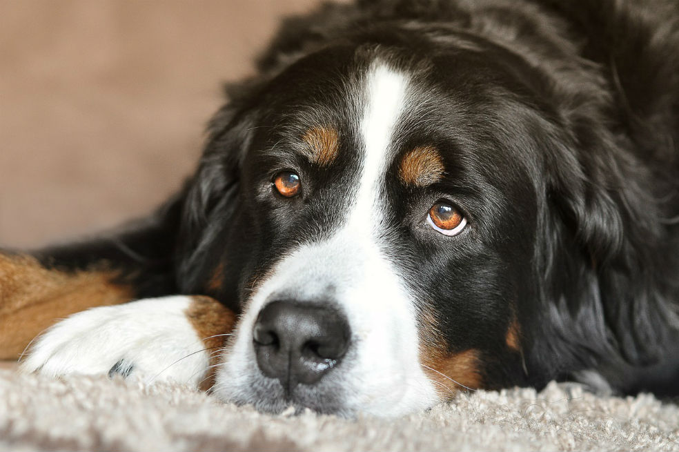 Sí: su perro ‘hace ojitos’ cuando lo miran