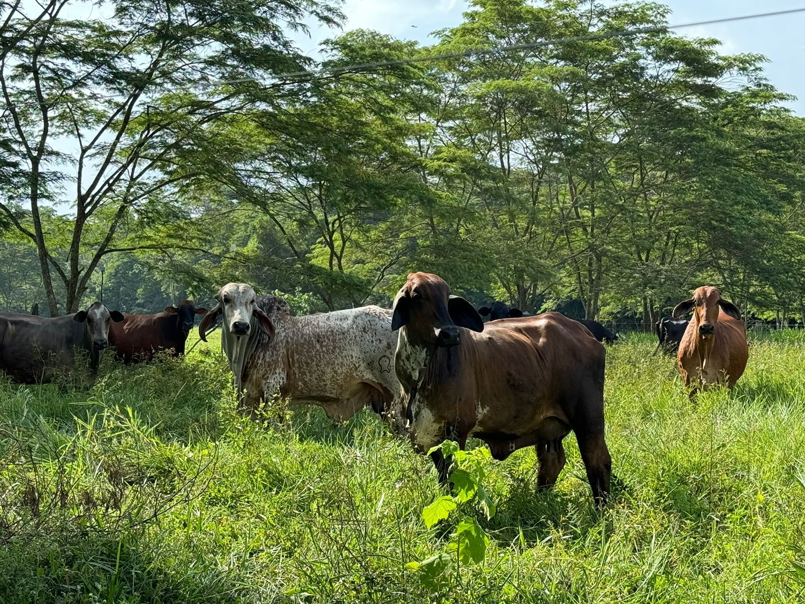 Así se están fortaleciendo los Acuerdos de Cero Deforestación en el Meta y Caquetá