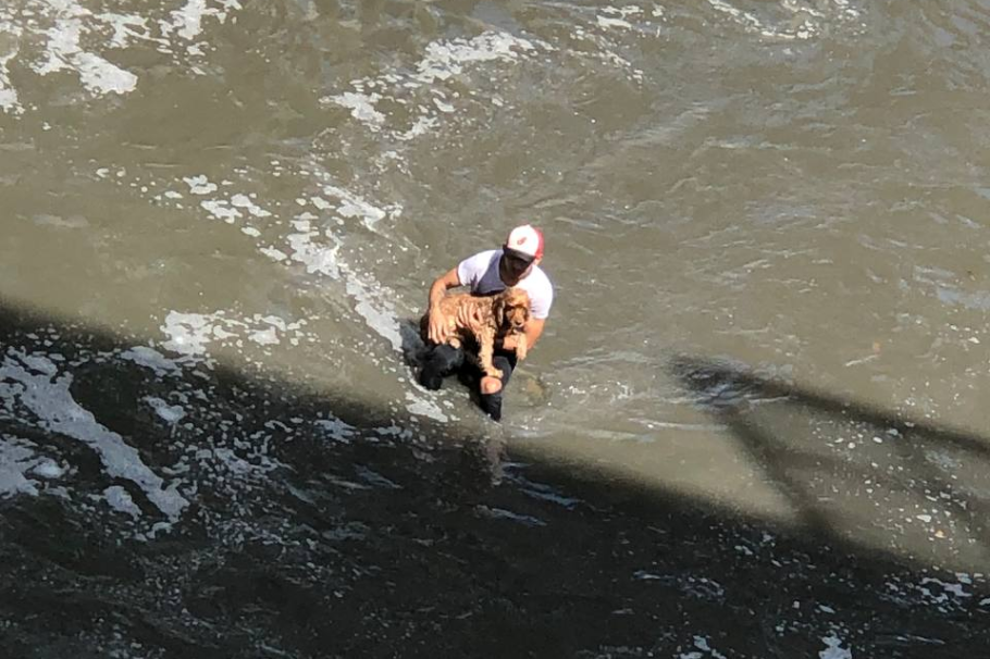 Perro se estaba ahogando en Medellín y fue rescatado milagrosamente por un hombre