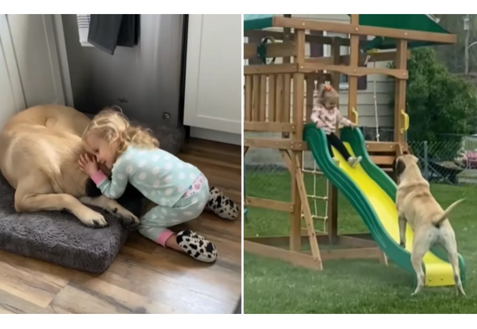 Le dijeron que este perro no podía convivir con niños, pero ella decidió darle oportunidad