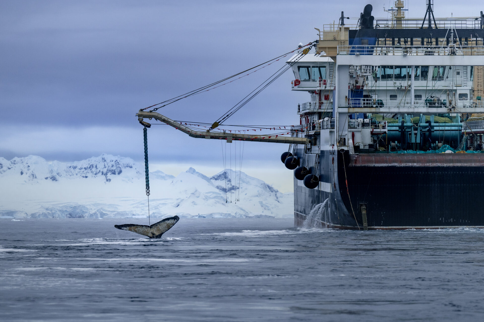 “En los últimos 20 años, la pesca de krill se ha cuadruplicado”, afirma Kerdavid, “principalmente para producir productos no esenciales como suplementos de omega-3, comida para mascotas y pienso para salmones de piscifactoría, que se utiliza para que la carne tenga un color rosado para los supermercados occidentales. Un solo barco de arrastre puede capturar hasta 500 toneladas de krill al día. Eso es suficiente para alimentar a 150 ballenas. Menos krill significa menos alimento para las ballenas, las focas, los pingüinos y otras innumerables especies. Por eso Sea Shepherd se dirige a la Antártida: para sacar a la luz esta industria y mostrar al mundo lo que realmente está sucediendo: ballenas hambrientas que siguen a los barcos de arrastre de krill, buscando desesperadamente alimento”.